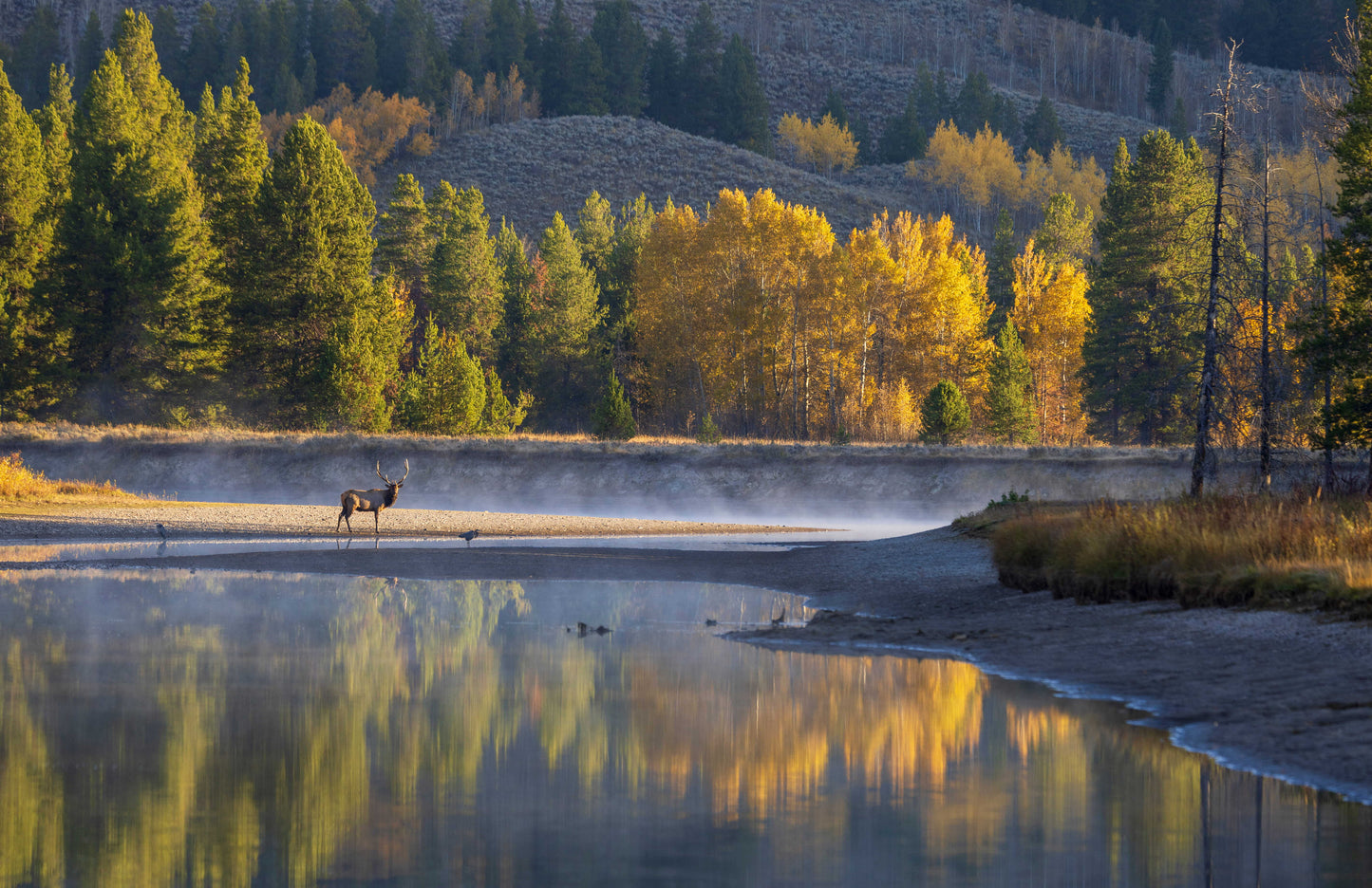Painting Wildlife in the Landscape