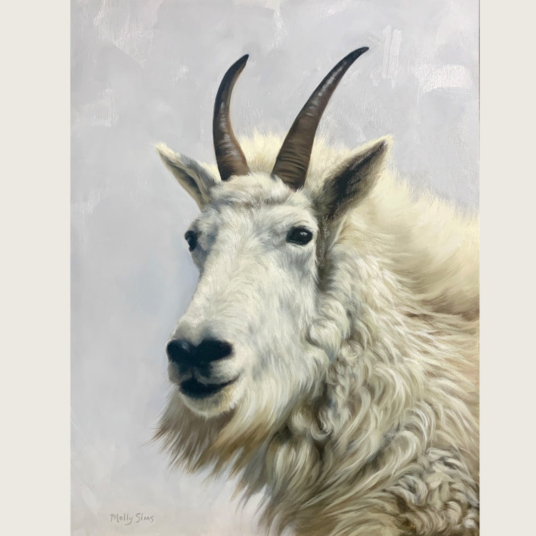 Mountain Goat Portrait ~ 12" x 16" ~ Print
