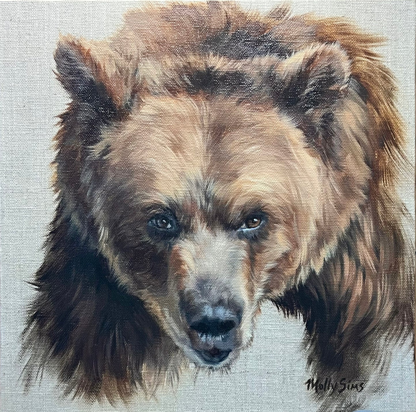 Bruno the Grizzly ~ 10" x 10" ~ Beartooth Gallery