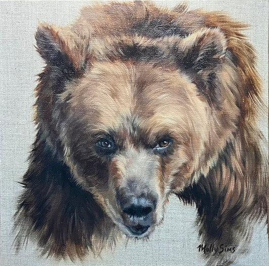 Bruno the Grizzly ~ 10" x 10" ~ Beartooth Gallery